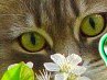 Ирина Верховец | Рени
