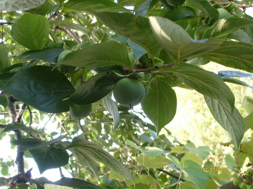 Александра Шишигина | Москва