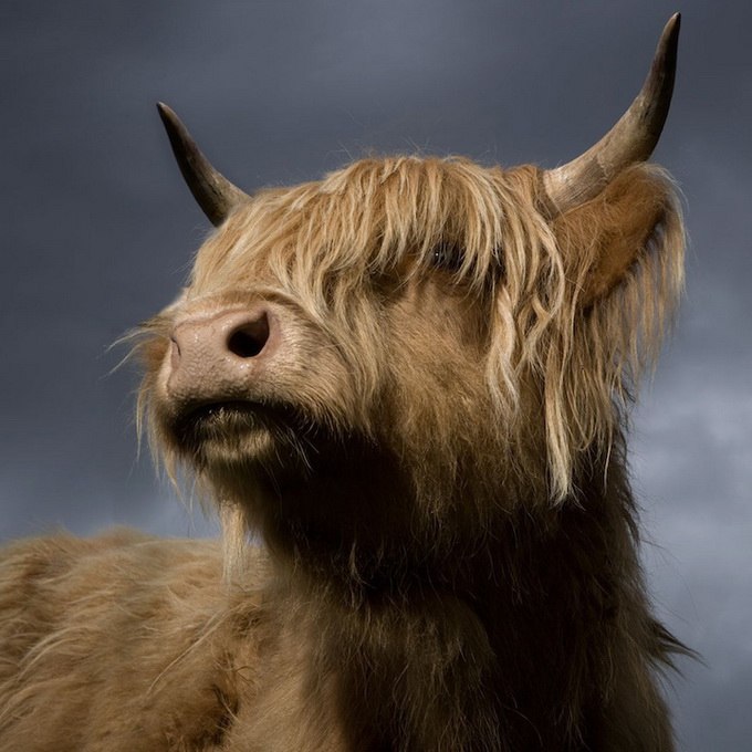 Дин Пингвинскин | Казань