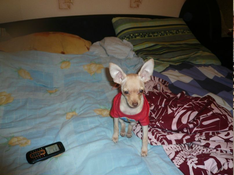 Динара Барышникова Динамо | Ногинск