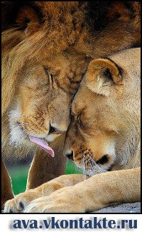 Альбина Острикова Валерьевна | Санкт-Петербург