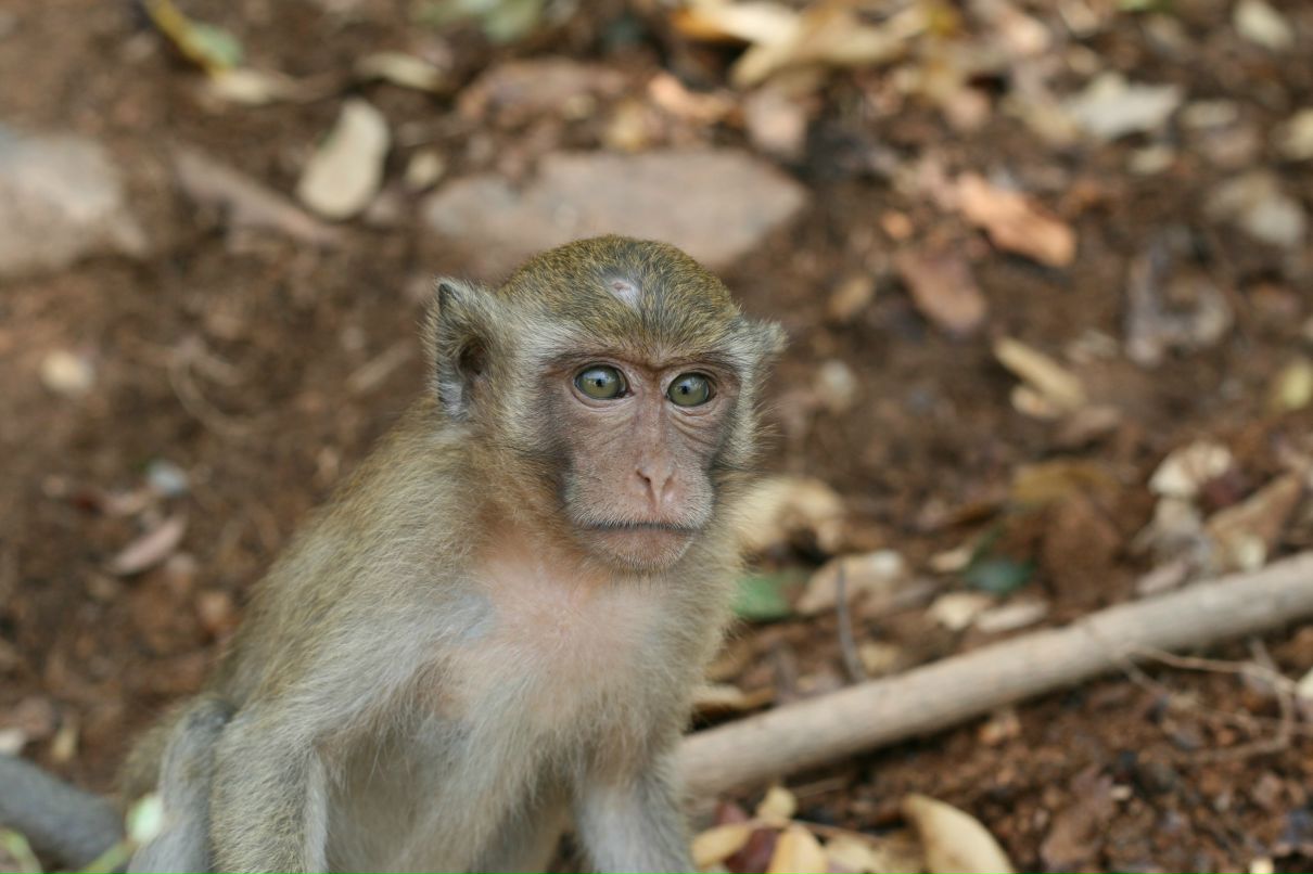Николай Тимашев | Москва