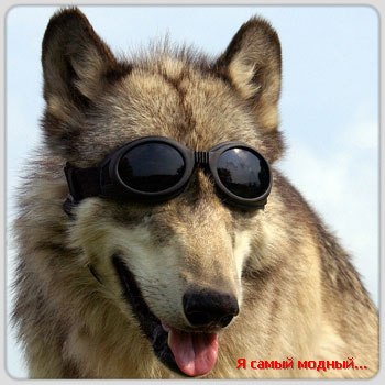 Антон Ланцов | Омск