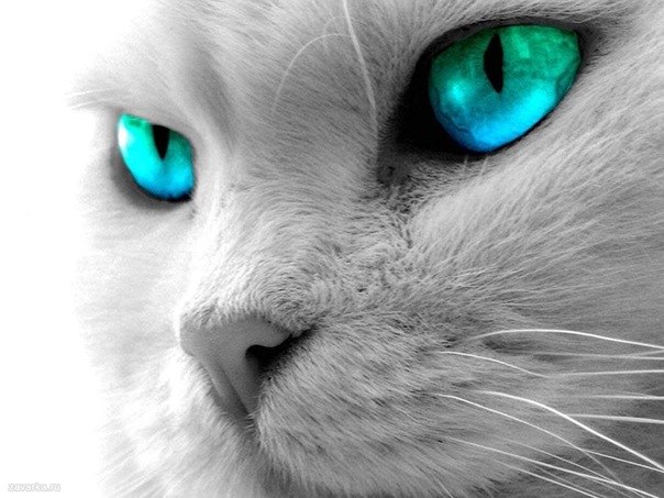 Елена Николаева | Санкт-Петербург