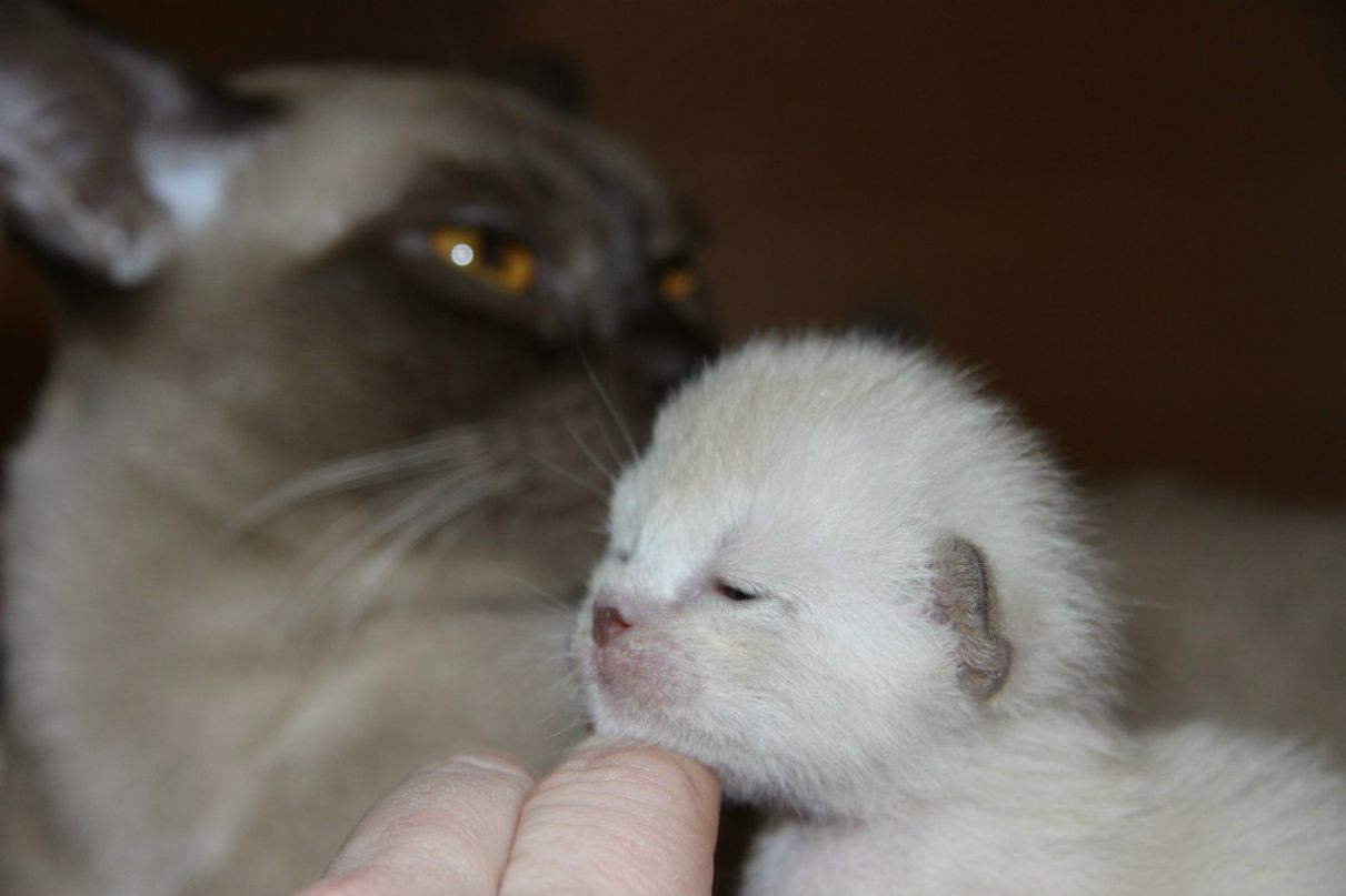 Наталья Лукашова(Алексеева) | Санкт-Петербург