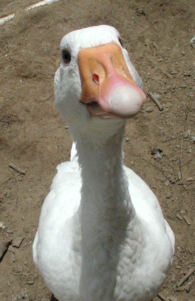 Алексей Захаров | 