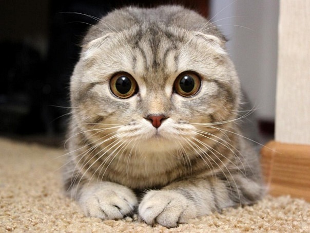 №78, Олеся Богомолова, 38 лет, Ростов-на-Дону №78, Олеся Богомолова, 38 лет, Ростов-на-Дону