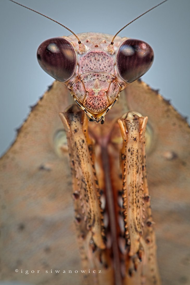 Мираж Дештекевир | Киев