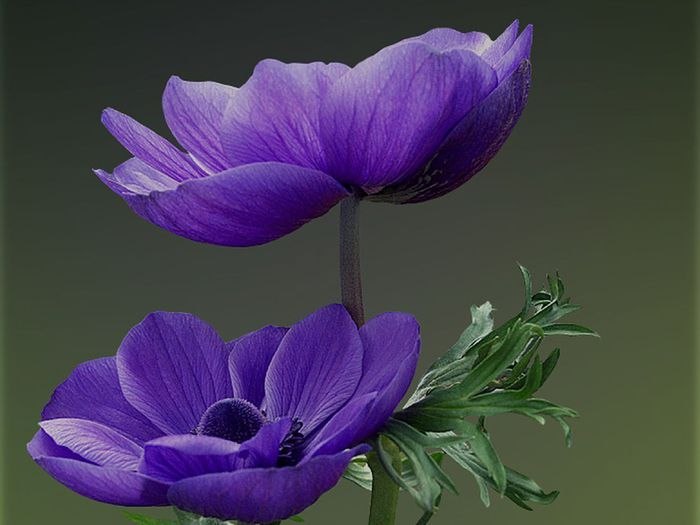 Алёна Лазарева | Москва