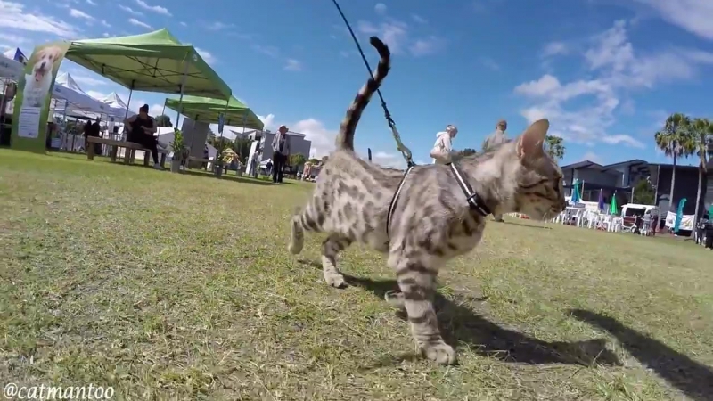 So, I was walking my CAT on leash at a dog