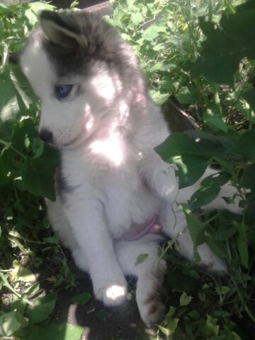 Татьяна Питомник, Казахстан, Темиртау