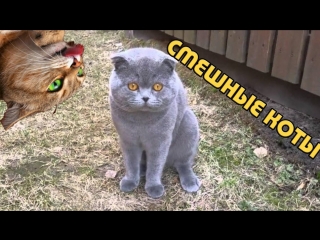 Коты С Озвучкой Новый Год Коты С Озвучкой Новый Год