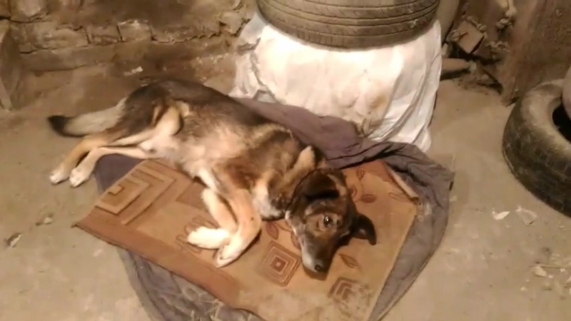 Шарон в