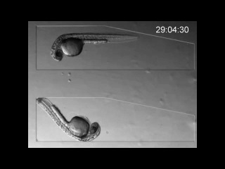 Pisces: zebrafish development first three