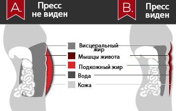 подкожный жир на животе причины !!!