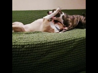 Tcenniy Prize kennel, puppies for sale.