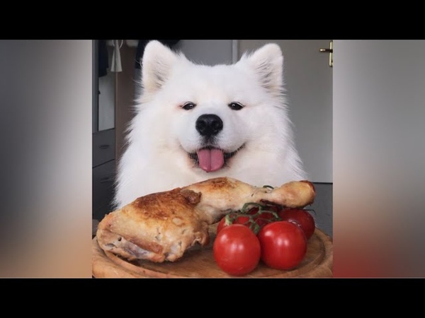 ASMR Dog Eating Roasted Chicken I
