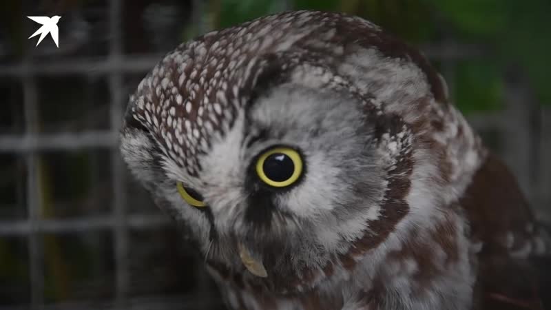Совы