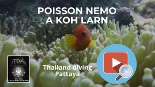 Le petit poisson nmo et ses anmones avec le Club Thailand Diving Pattaya