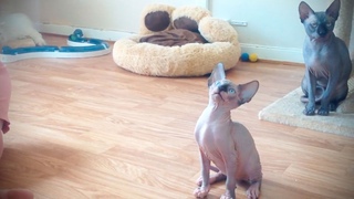 Sphinx Cats  Funny Hairless Cats Funny Pets