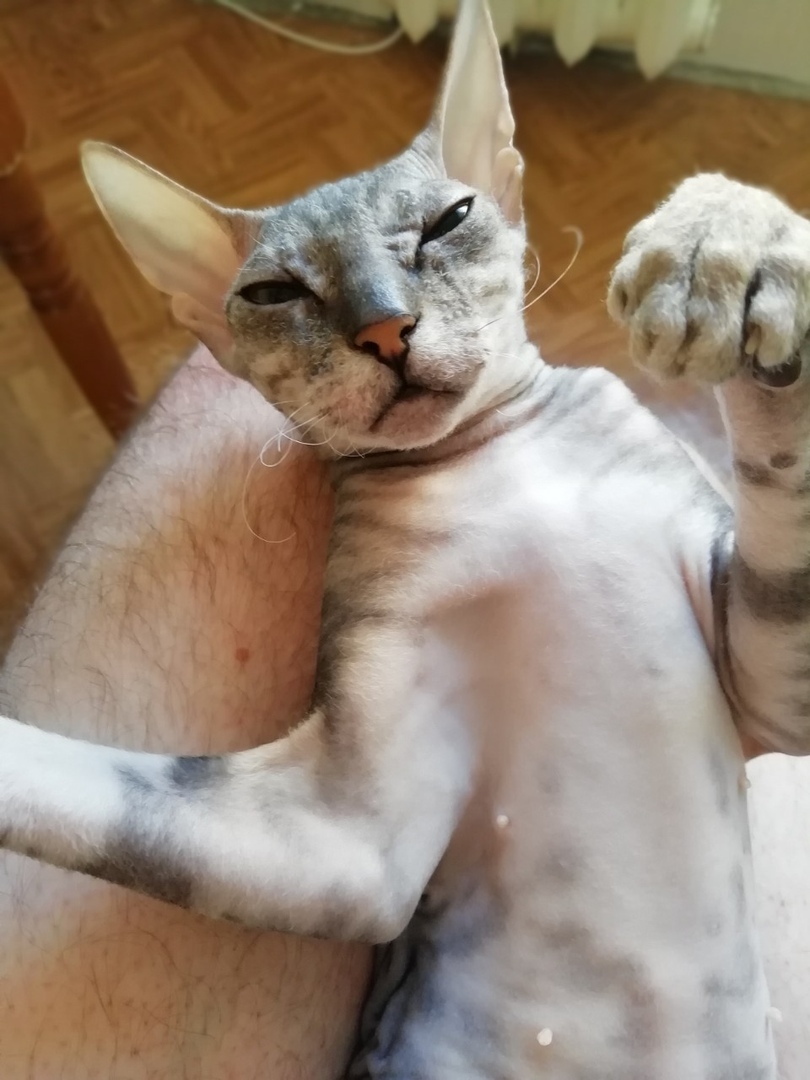 донской сфинкс. сфинкс порода кошек канадский. донской сфинкс котята. донской сфинкс вес. донской сфинкс на белом фоне.