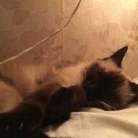 Анастасия Селезнёва