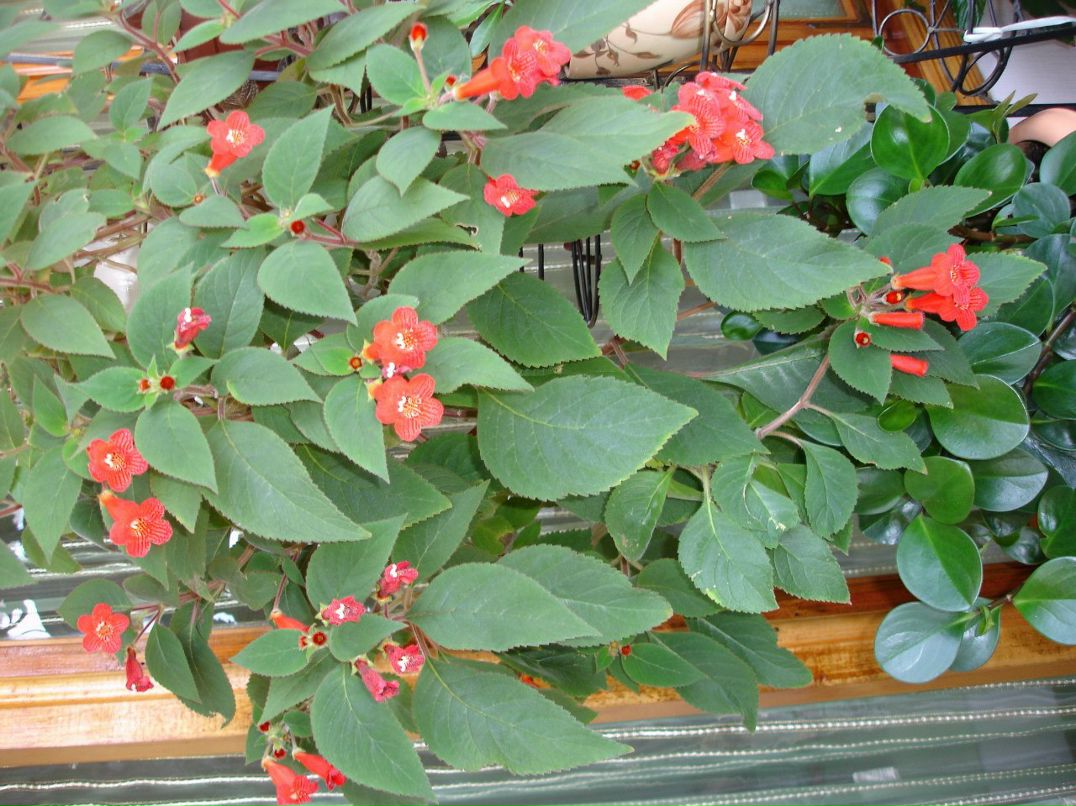 Валентина Косикова | Симферополь