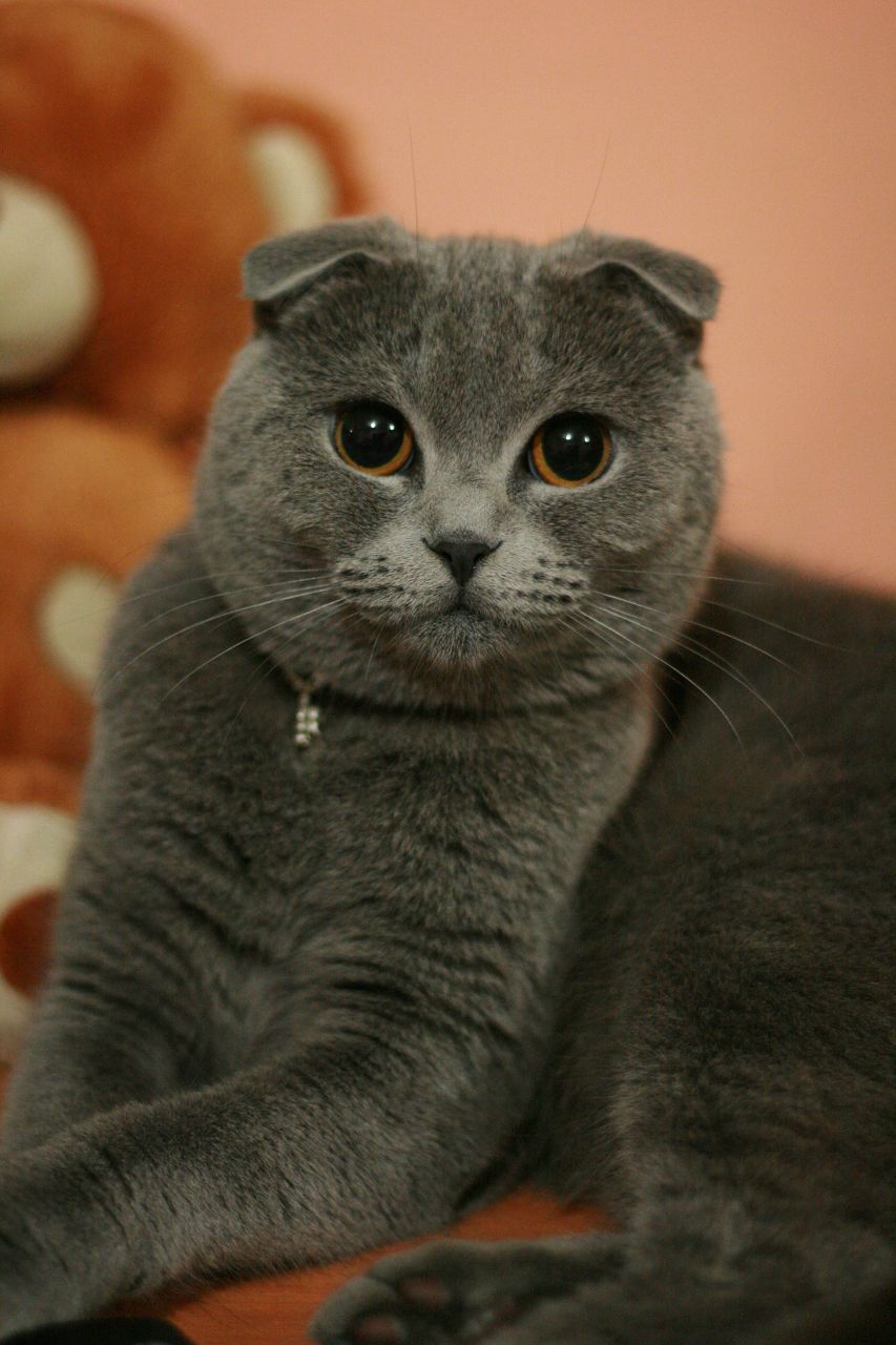 Сергей Соколенко | Россошь