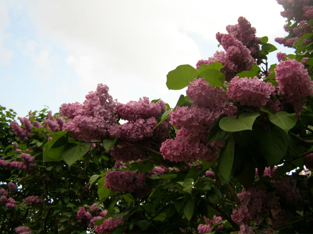 Надя Кулинич Сергеевна | Киев