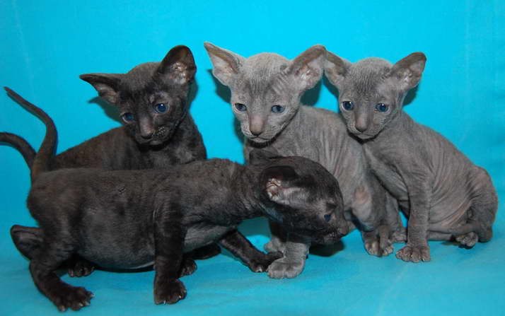 Ирина Волчик -WeibWolf- | Орехово-Зуево