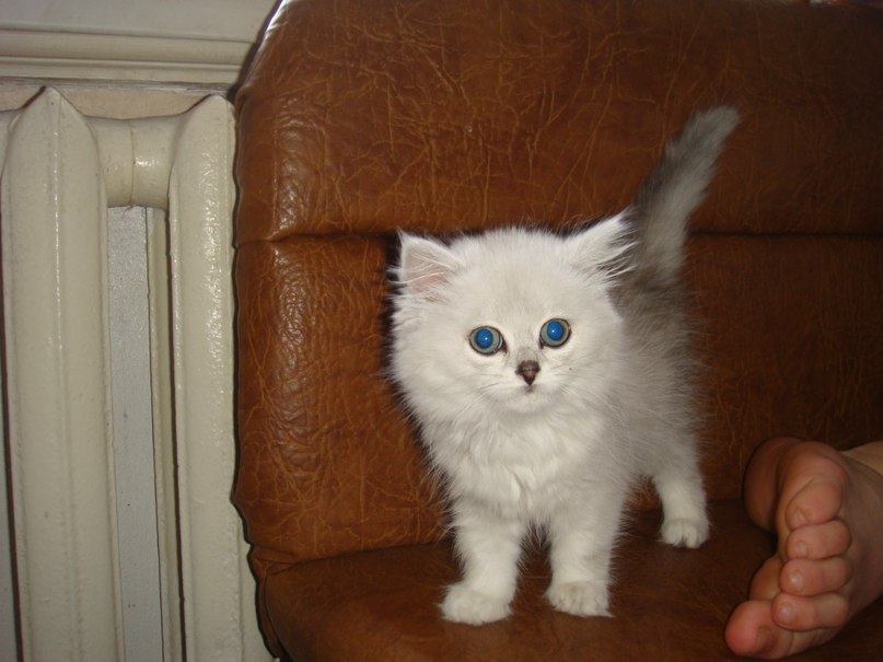 Светлана Пидгирная | Приазовское