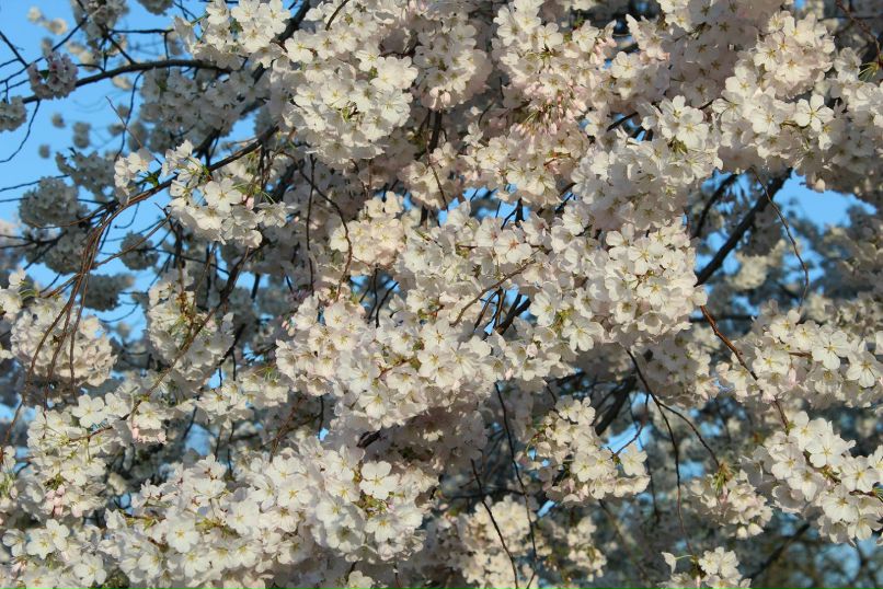 Валентина Кингсолвер | Albuquerque