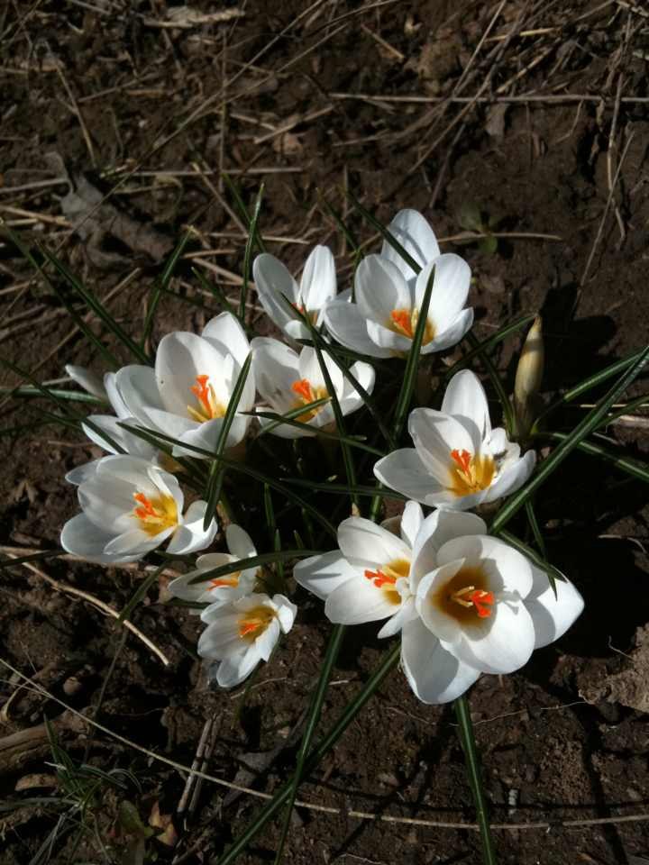 Владимир Товстенко | Вишневое