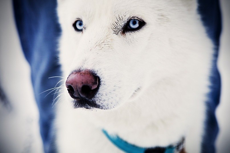 Марика Иванова | Киев