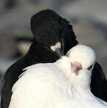 Тетяна Дзондза | Одесса