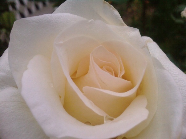 №52, Леська Костиря №52, Леська Костиря