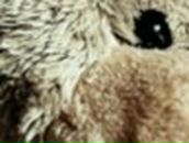 Наталия Гуртовенко | Рошаль