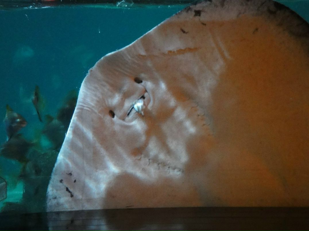 Сергей Яковлев | Москва