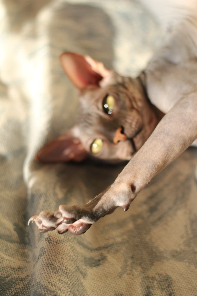 Гоша Чочуа | Санкт-Петербург