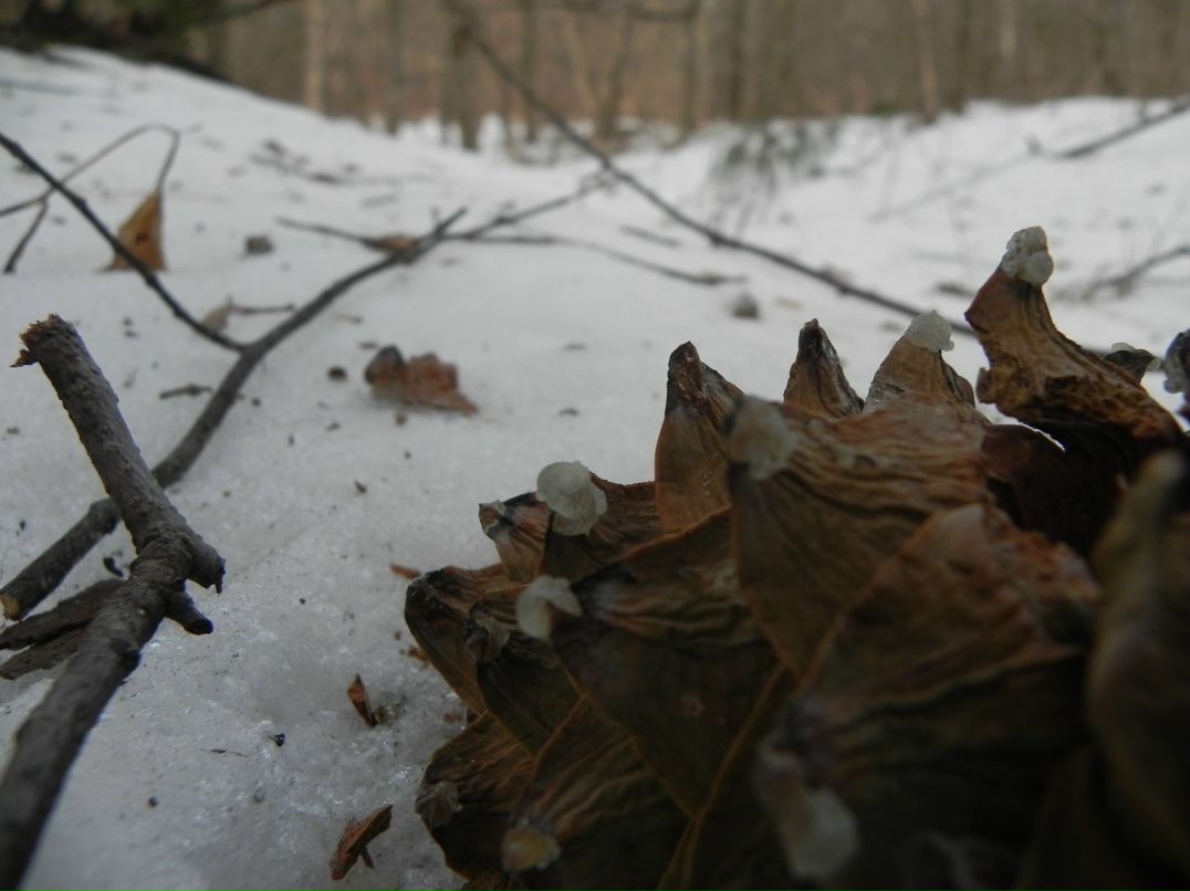 Полина Федоскова Teetotal | Владивосток
