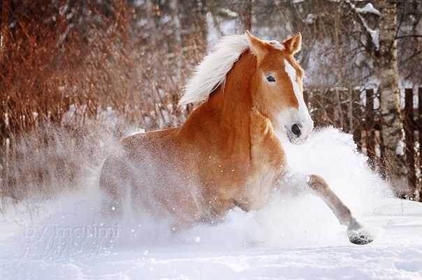 Айдар Хамидуллин | Казань
