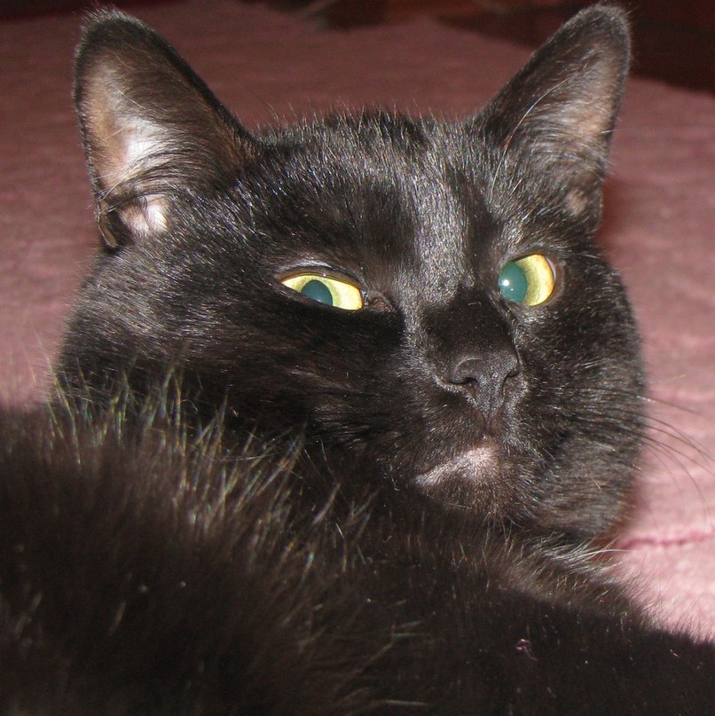 Светлана Бачковская | 