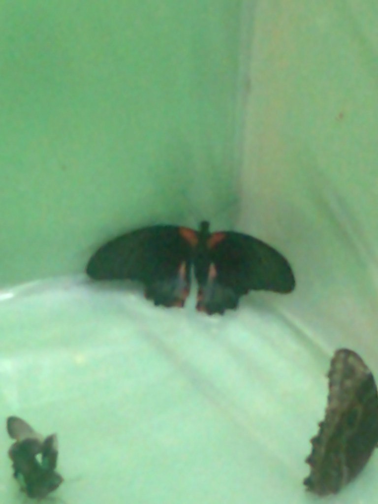 Алла Аракелова | Ессентуки