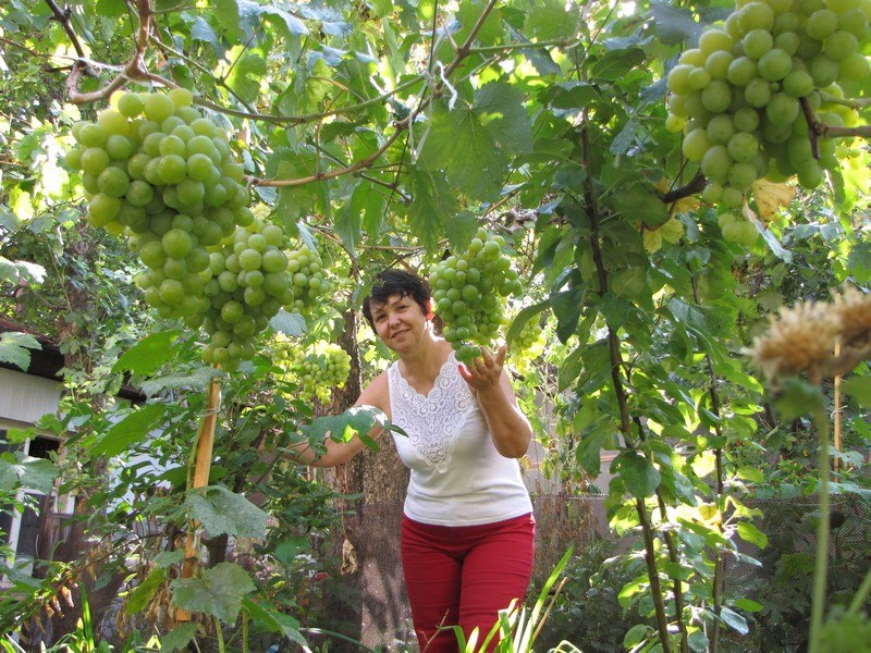 Елена Пахомова | Ставрополь