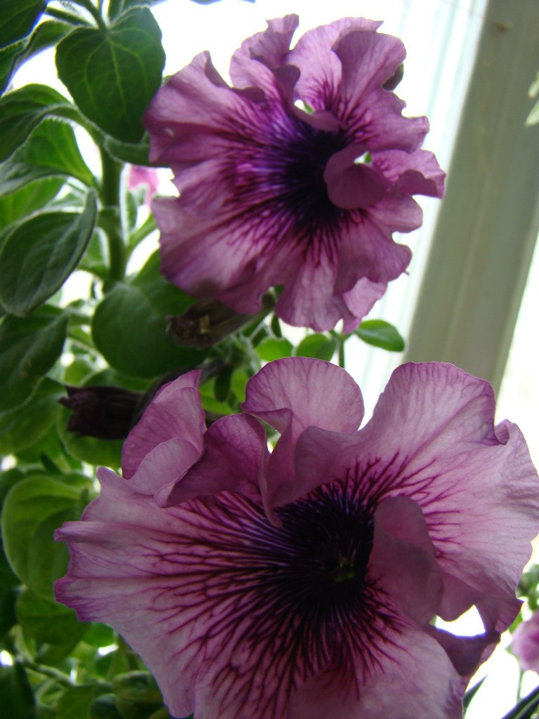 Антонина Гордий 