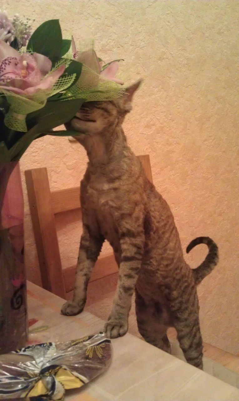 Анастасия Николаева | Санкт-Петербург