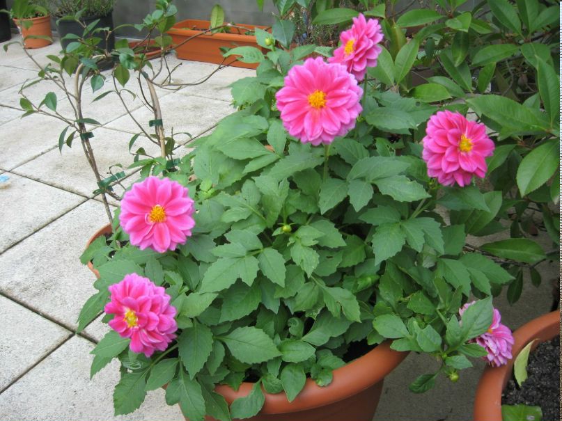 Юлия Шабала | 