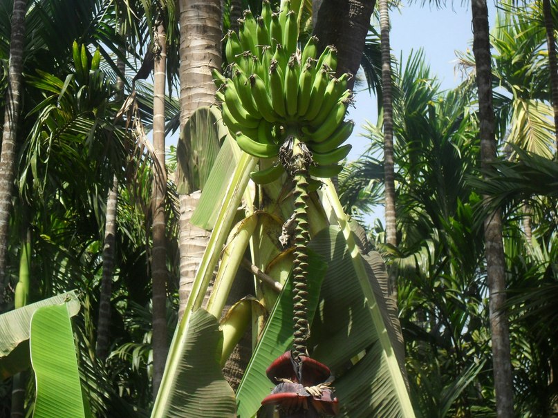 Алла Корнева | Нижний Новгород