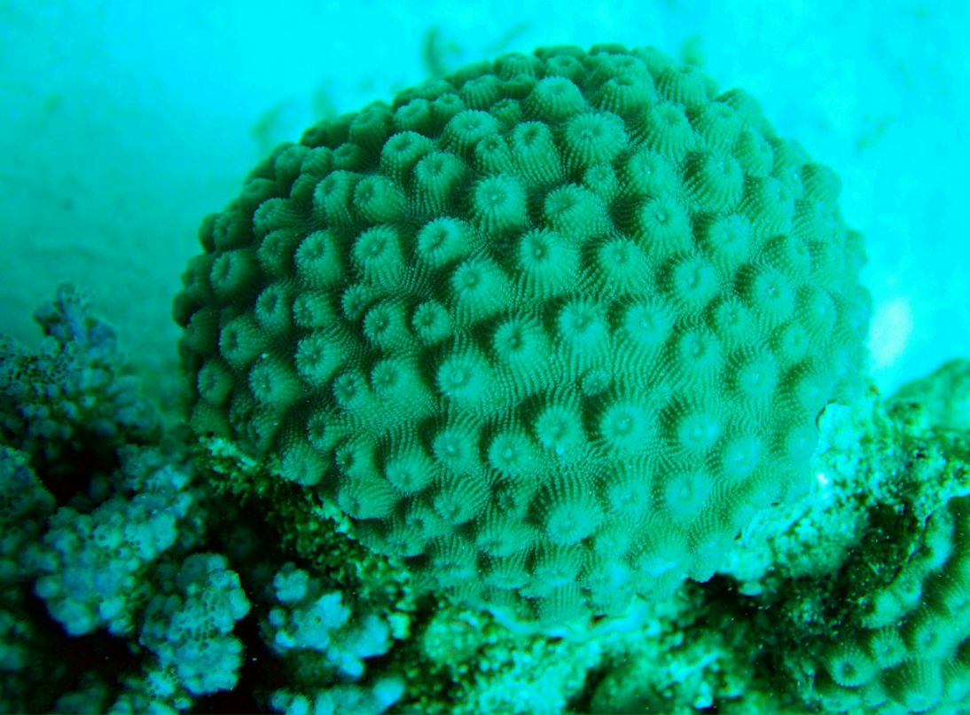 Иван Смирнов | Москва