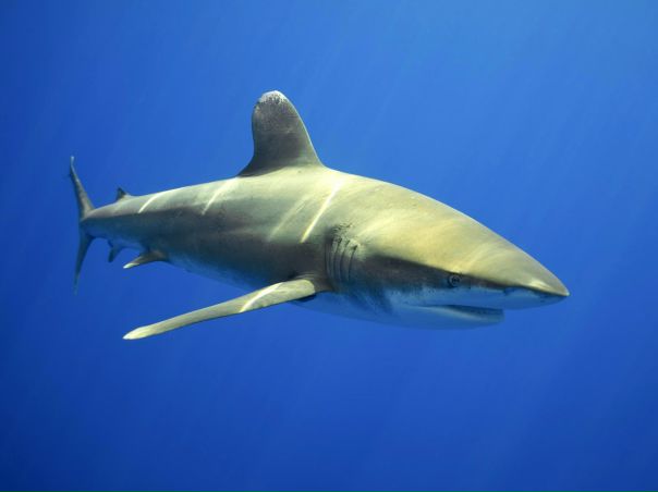 №60, Виталий Николаевич, Владивосток №60, Виталий Николаевич, Владивосток